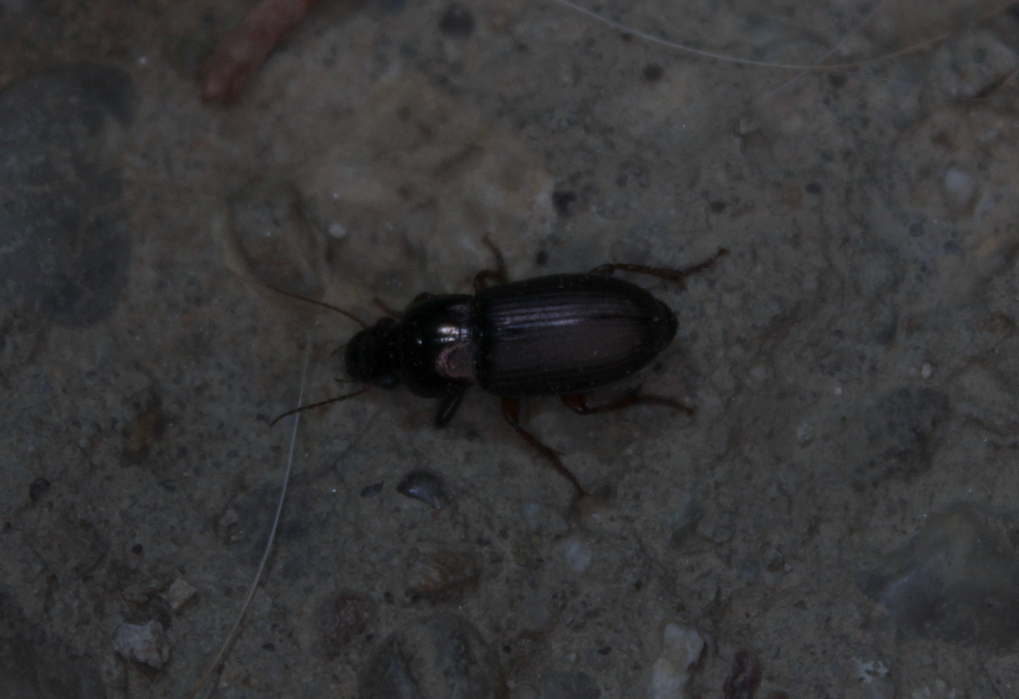 Harpalus affinis - szőrösszárnyú lomhafutó