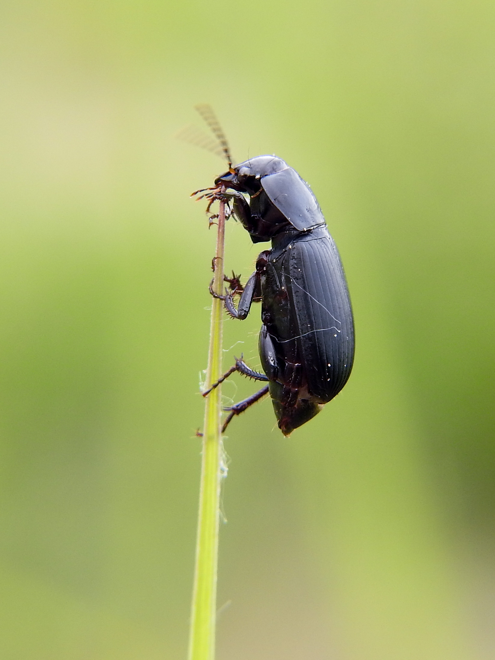 Harpalus serripes - fekete lomhafutó