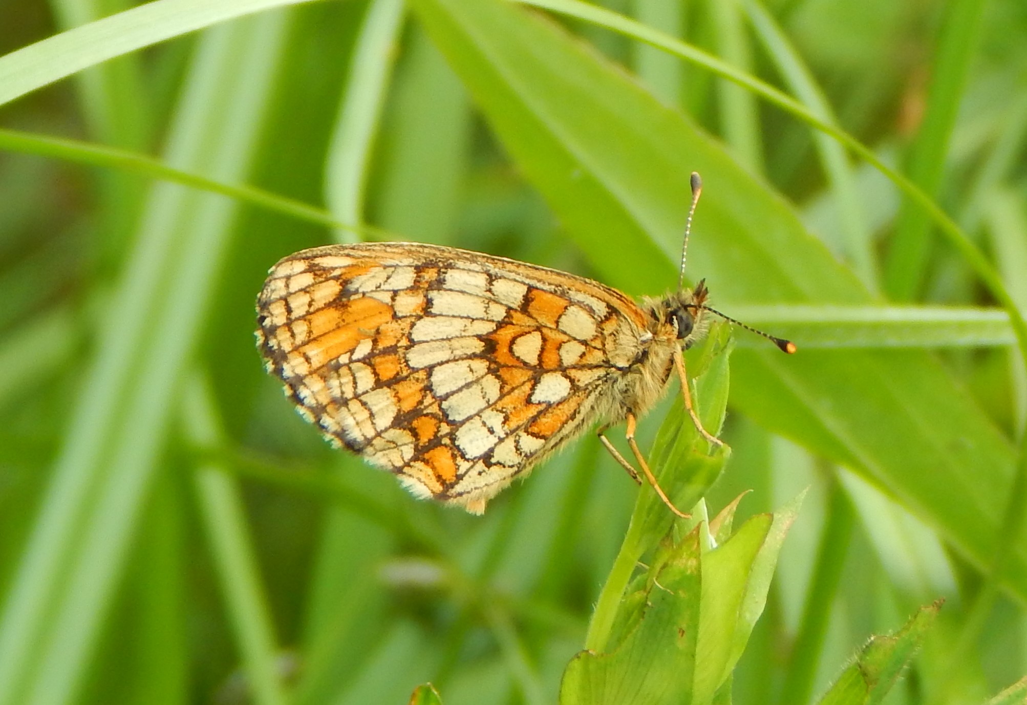 Melitaea athalia - közönséges tarkalepke