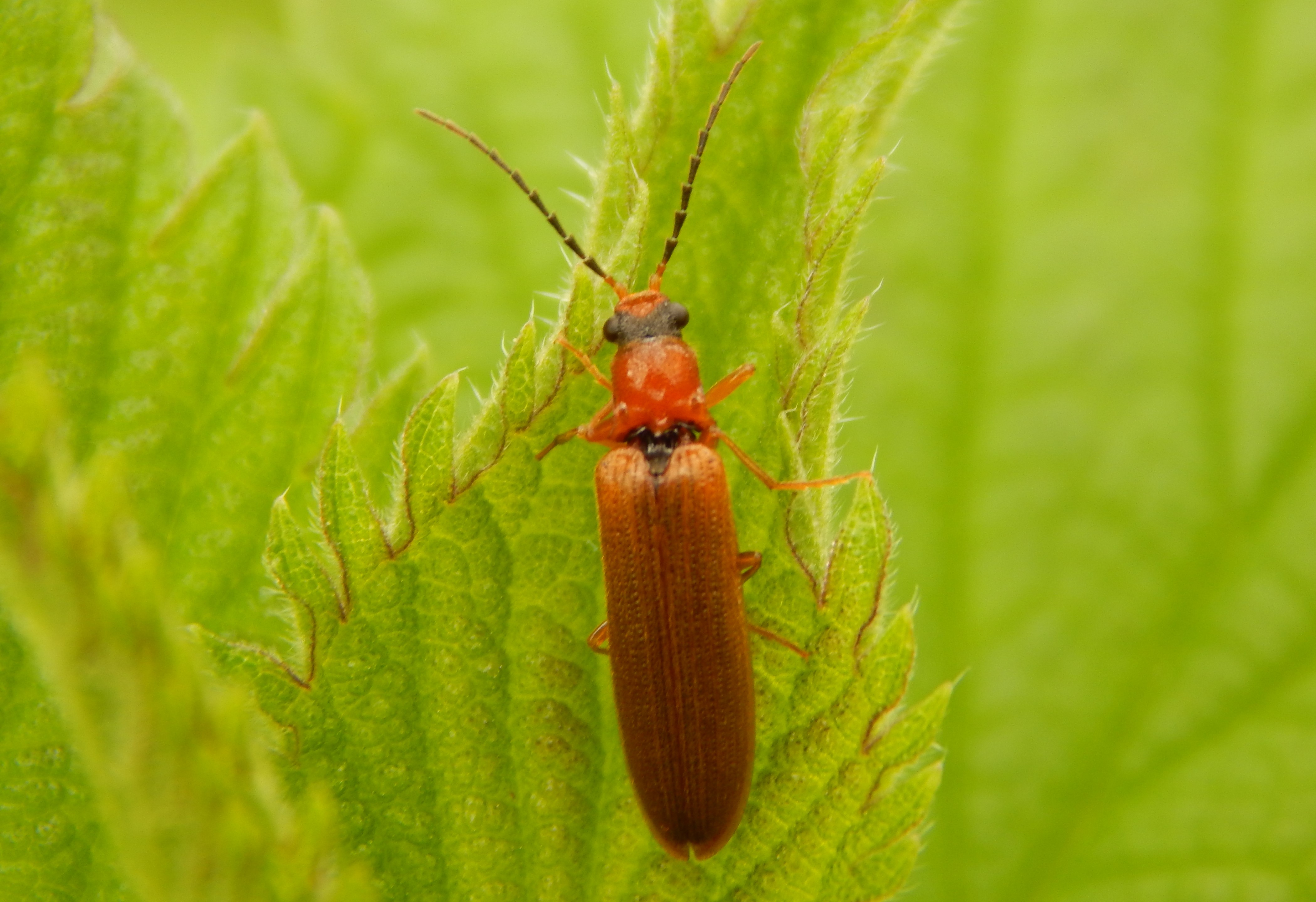 Denticollis linearis - dülledtszemű pattanó