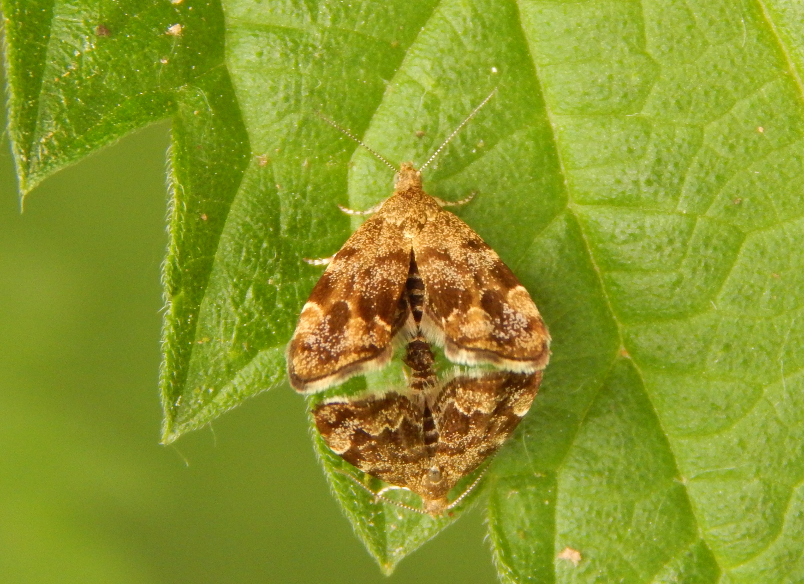 Anthophila fabriciana - lápréti levélmoly