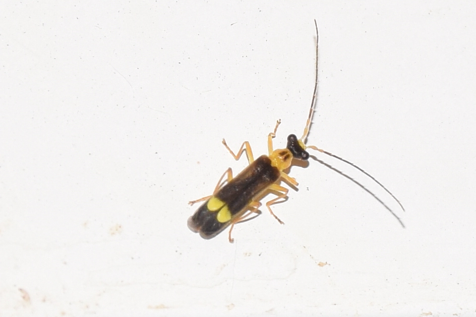 Malthinus flaveolus - közönséges fürkészlágybogár