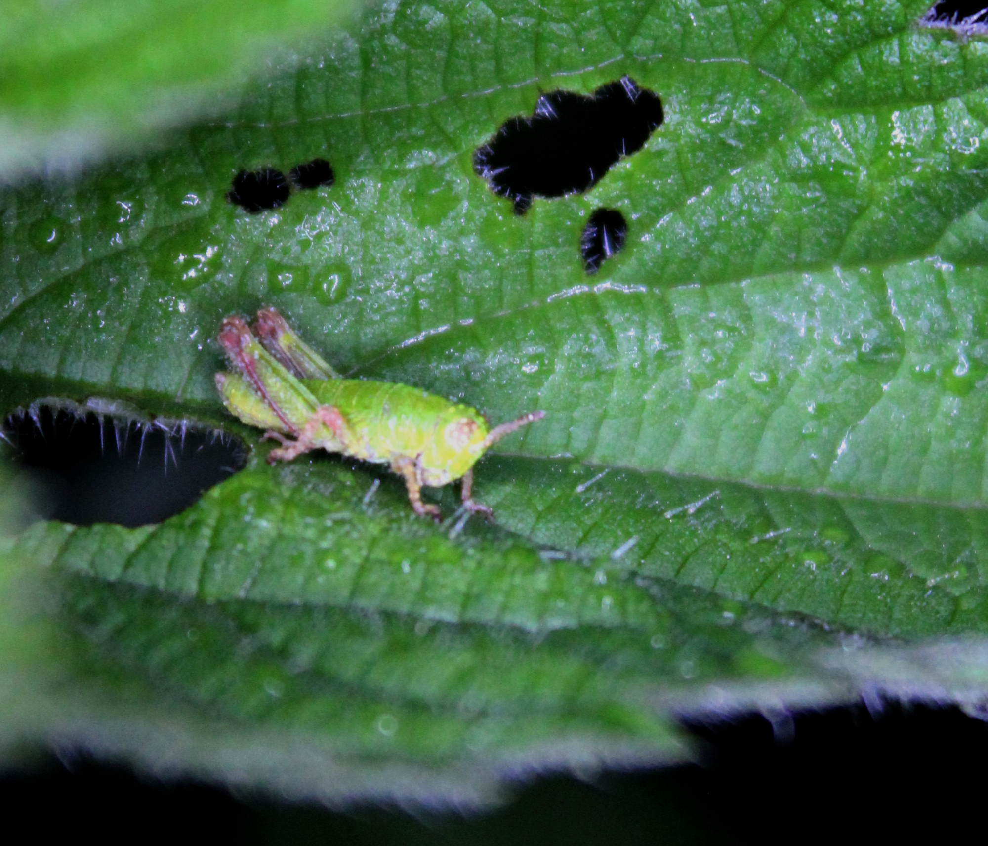 Odontopodisma decipiens - déli hegyisáska