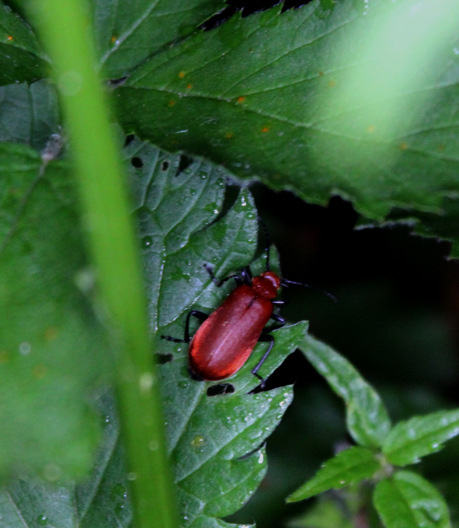 Pyrochroa serraticornis - közép-bíborbogár