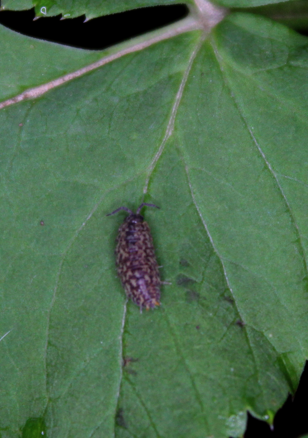 Porcellium collicola - gyakori tarkaászka
