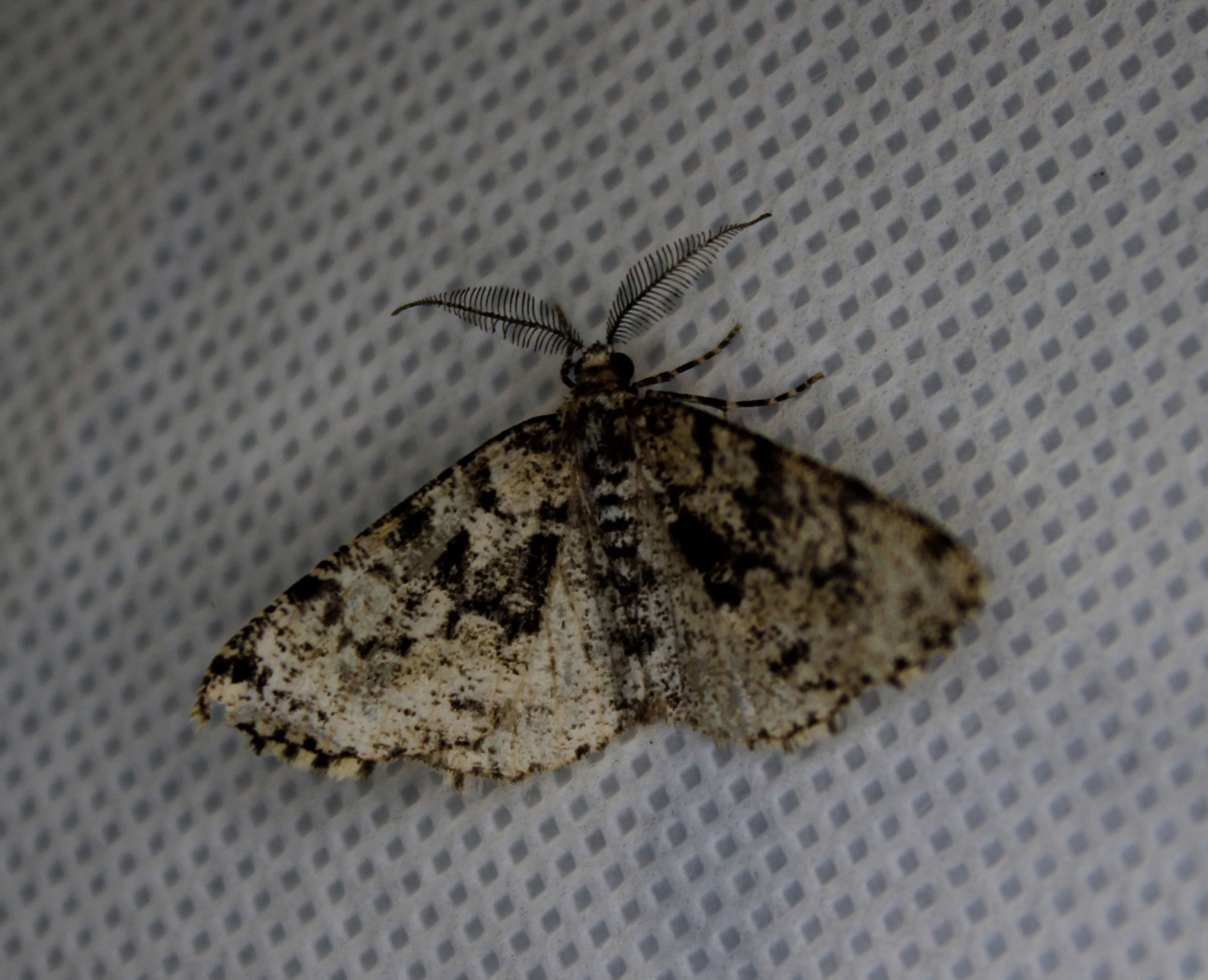 Fagivorina arenaria - bükkfaaraszoló