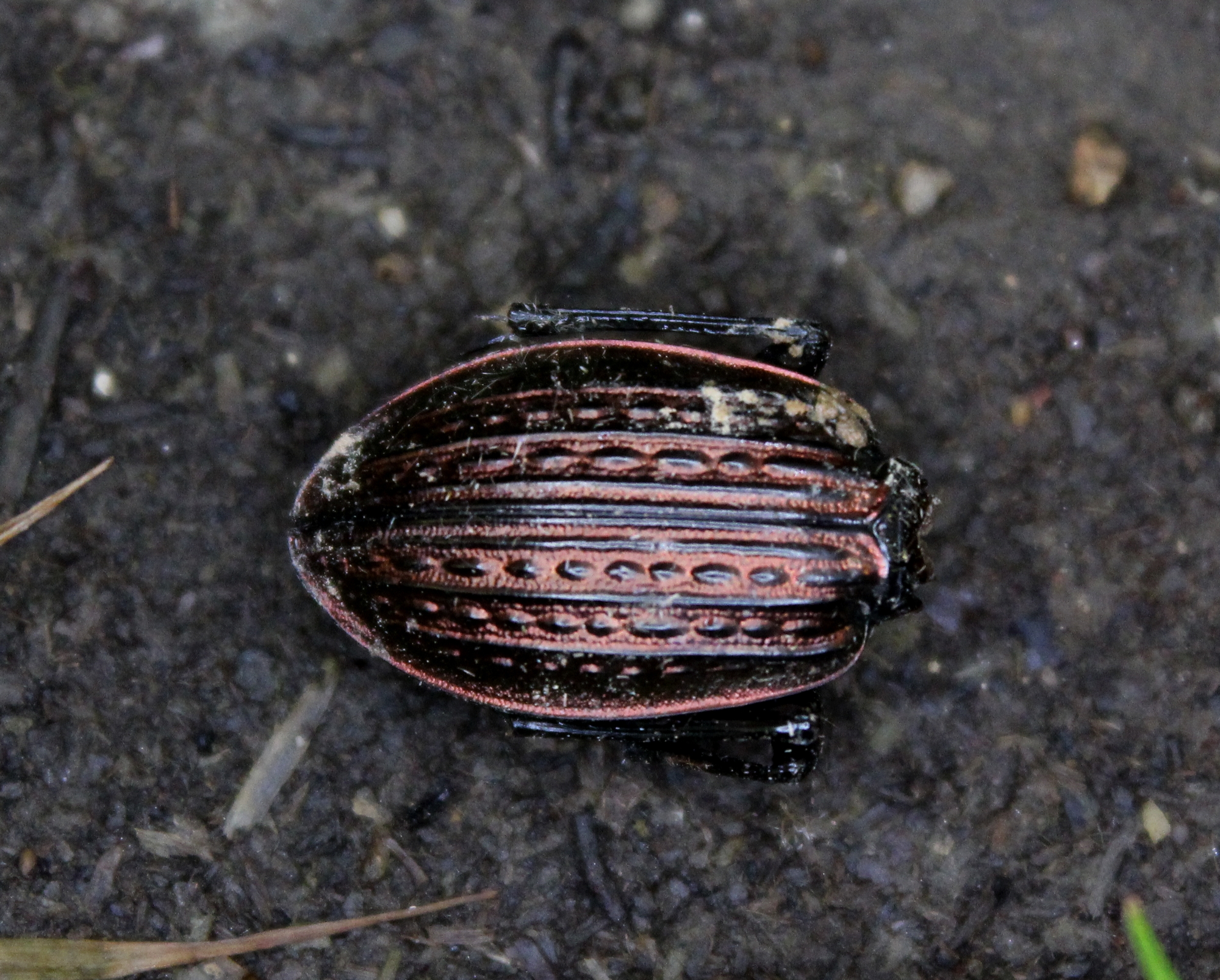 Carabus ulrichii - rezes futrinka Carabus ulrichii - rezes futrinka
