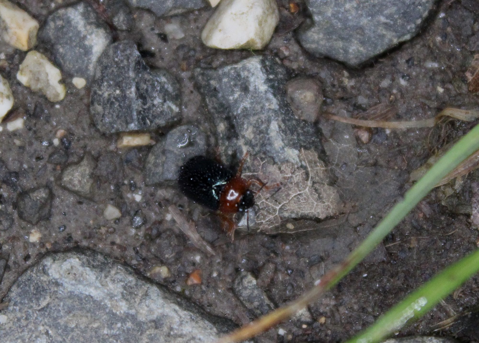 Smaragdina