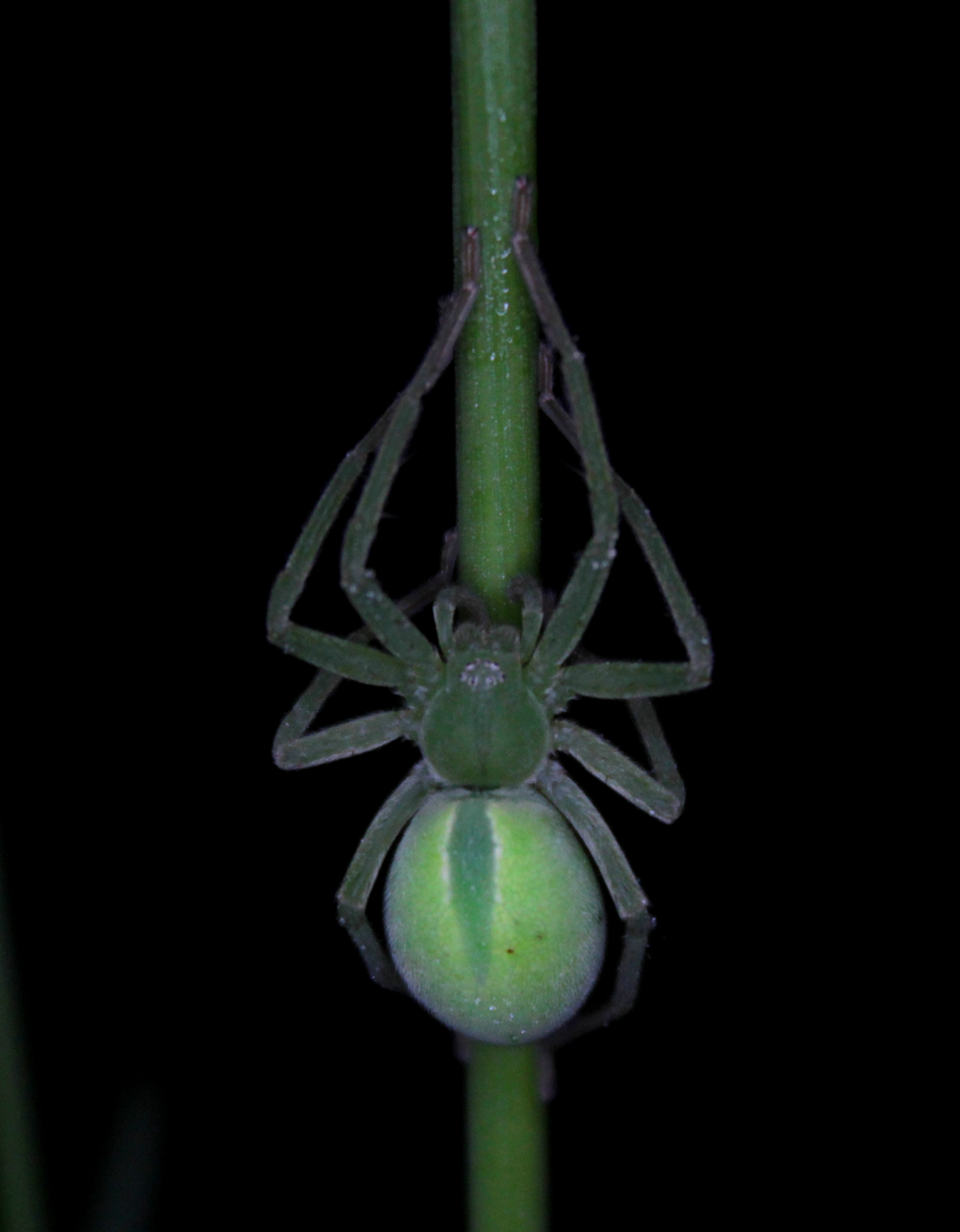 Micrommata virescens - hunyópók