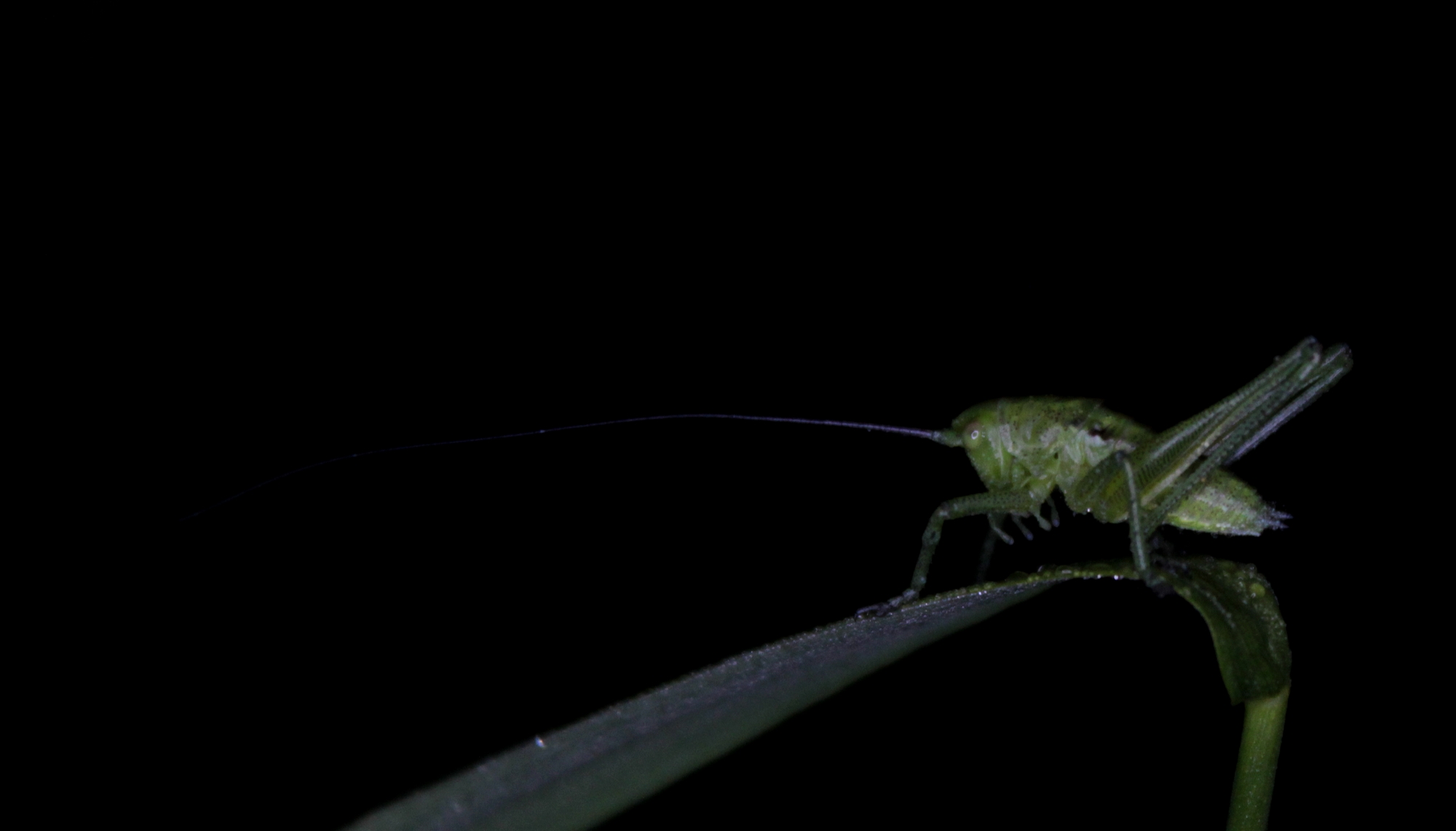 Tettigonia
