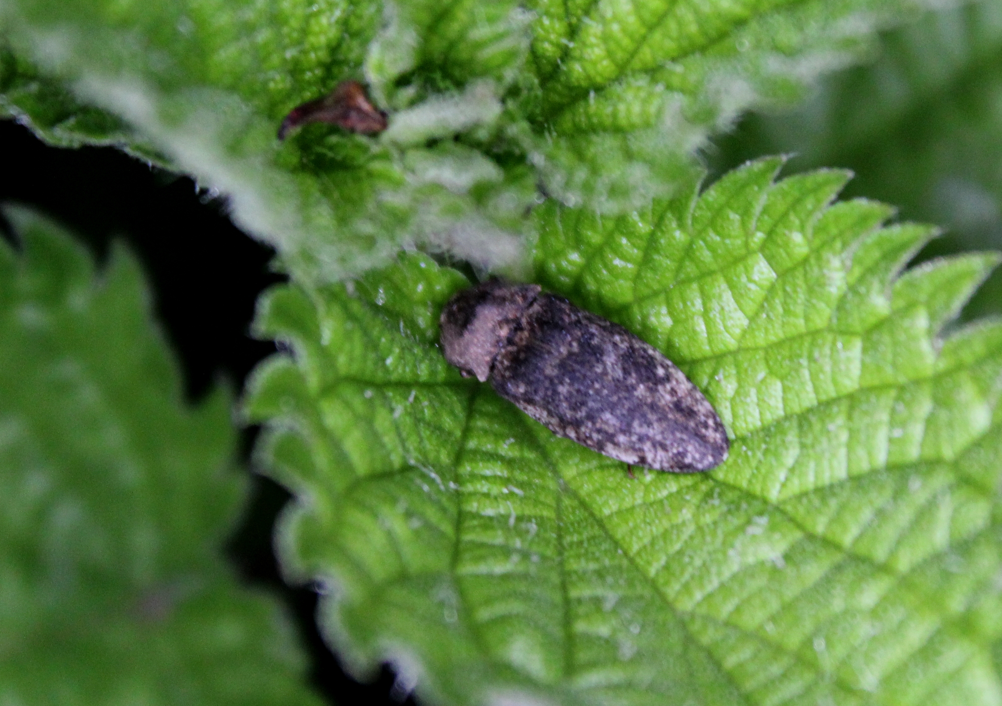 Agrypnus murinus - egérszínű pikkelyespattanó