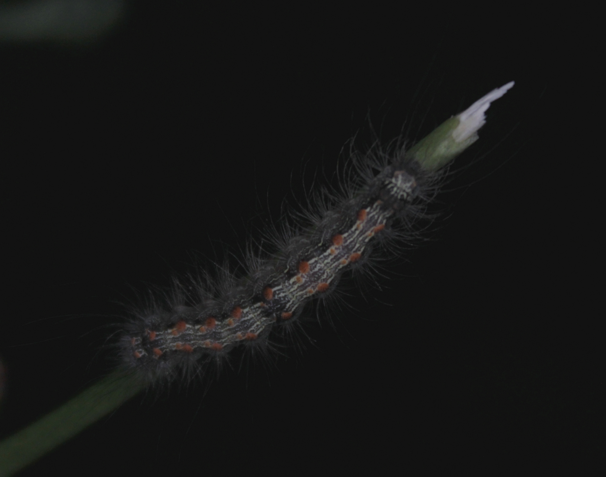 Lithosia quadra - négypettyes zuzmószövő