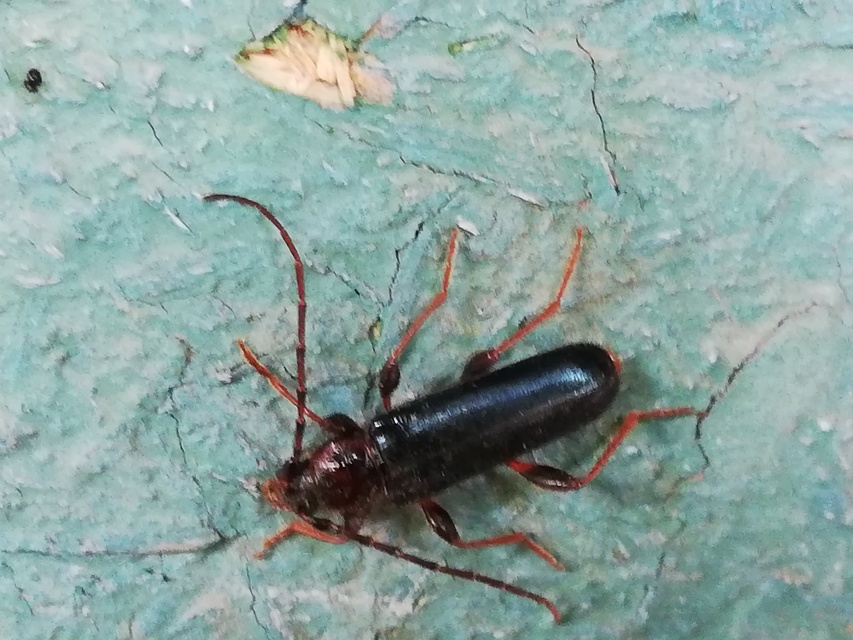 Phymatodes testaceus - változékony korongcincér