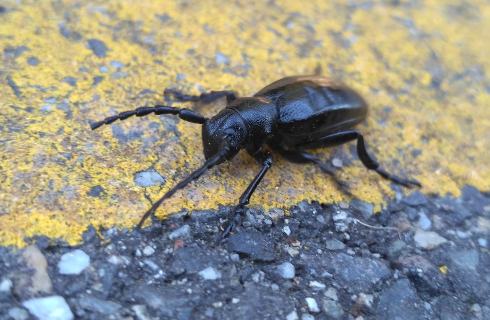 Dorcadion aethiops - fekete gyalogcincér