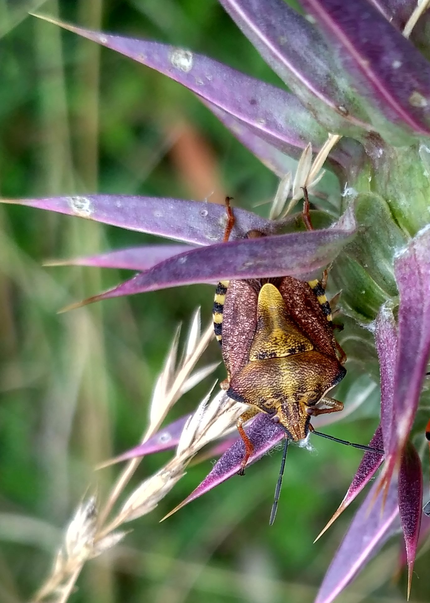 Carpocoris Carpocoris