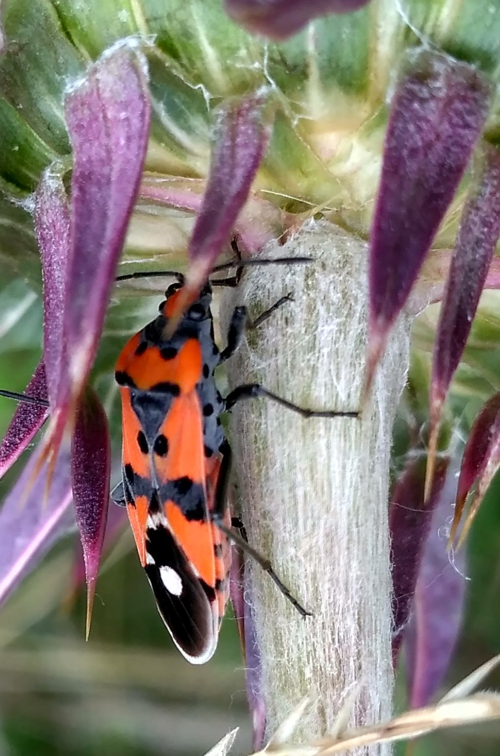 Lygaeus equestris/simulans