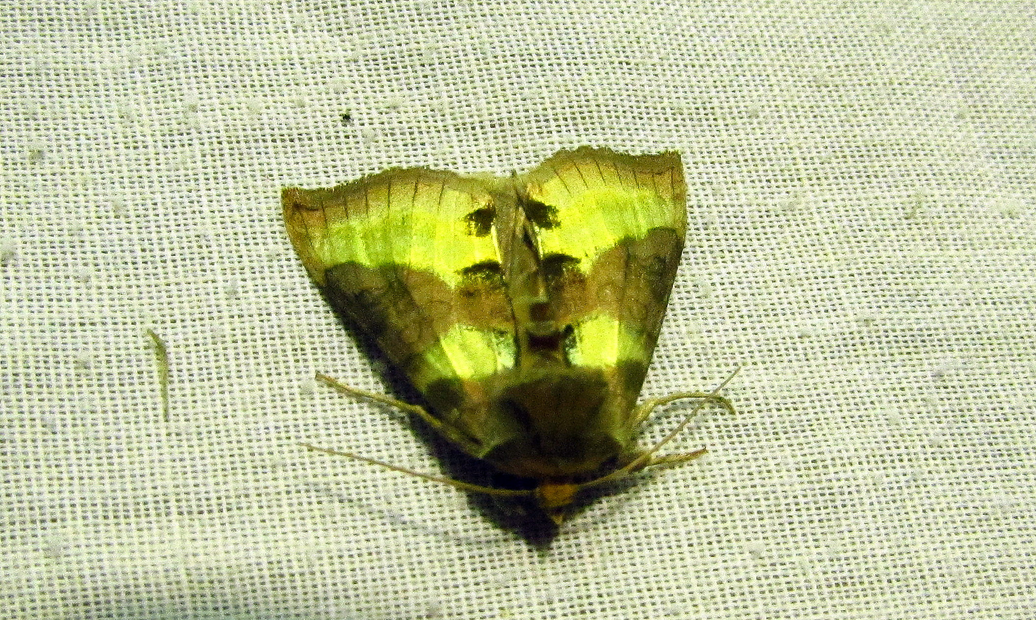 Diachrysia chrysitis/stenochrysis