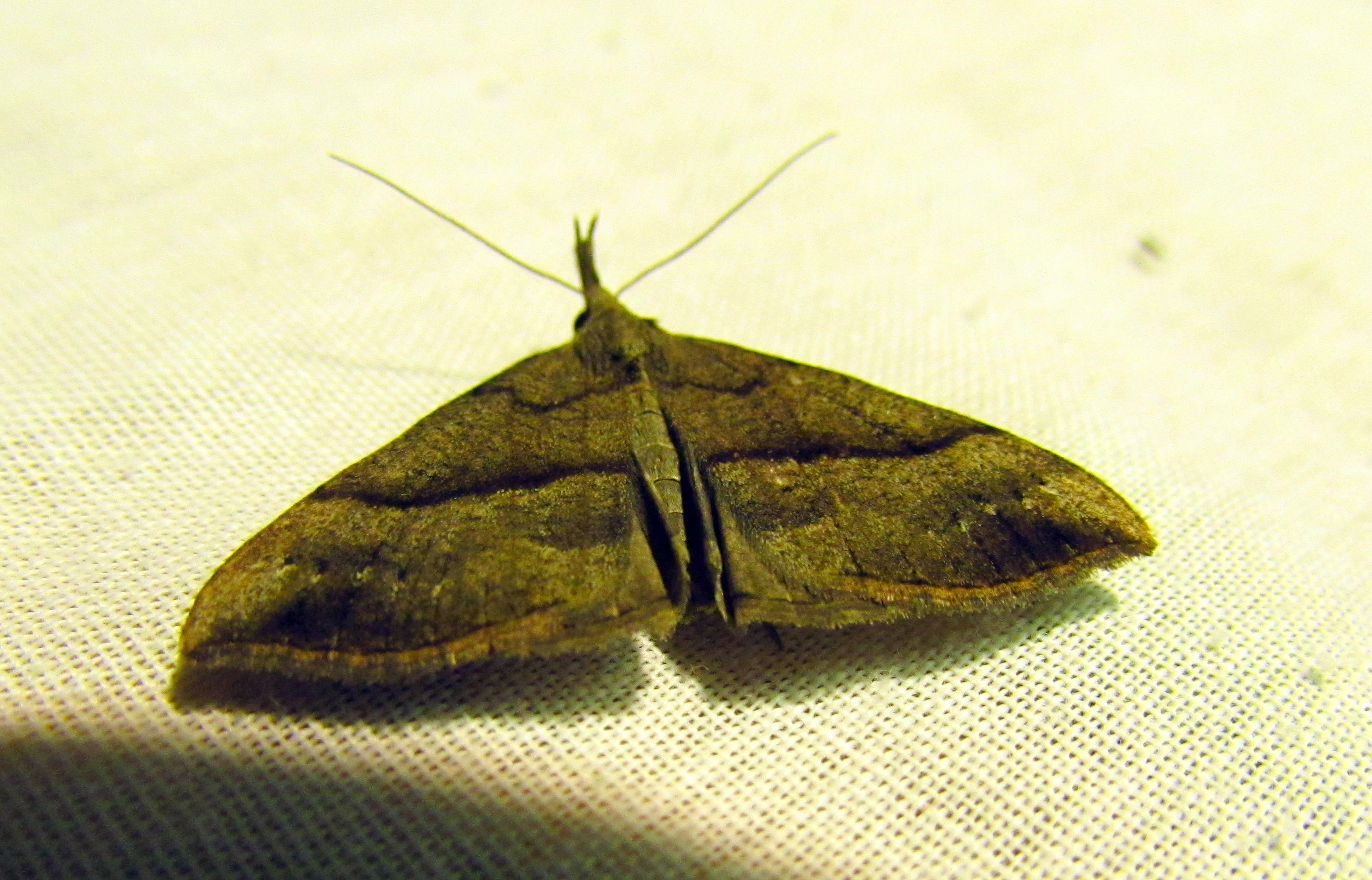 Hypena proboscidalis - ormányos karcsúbagoly