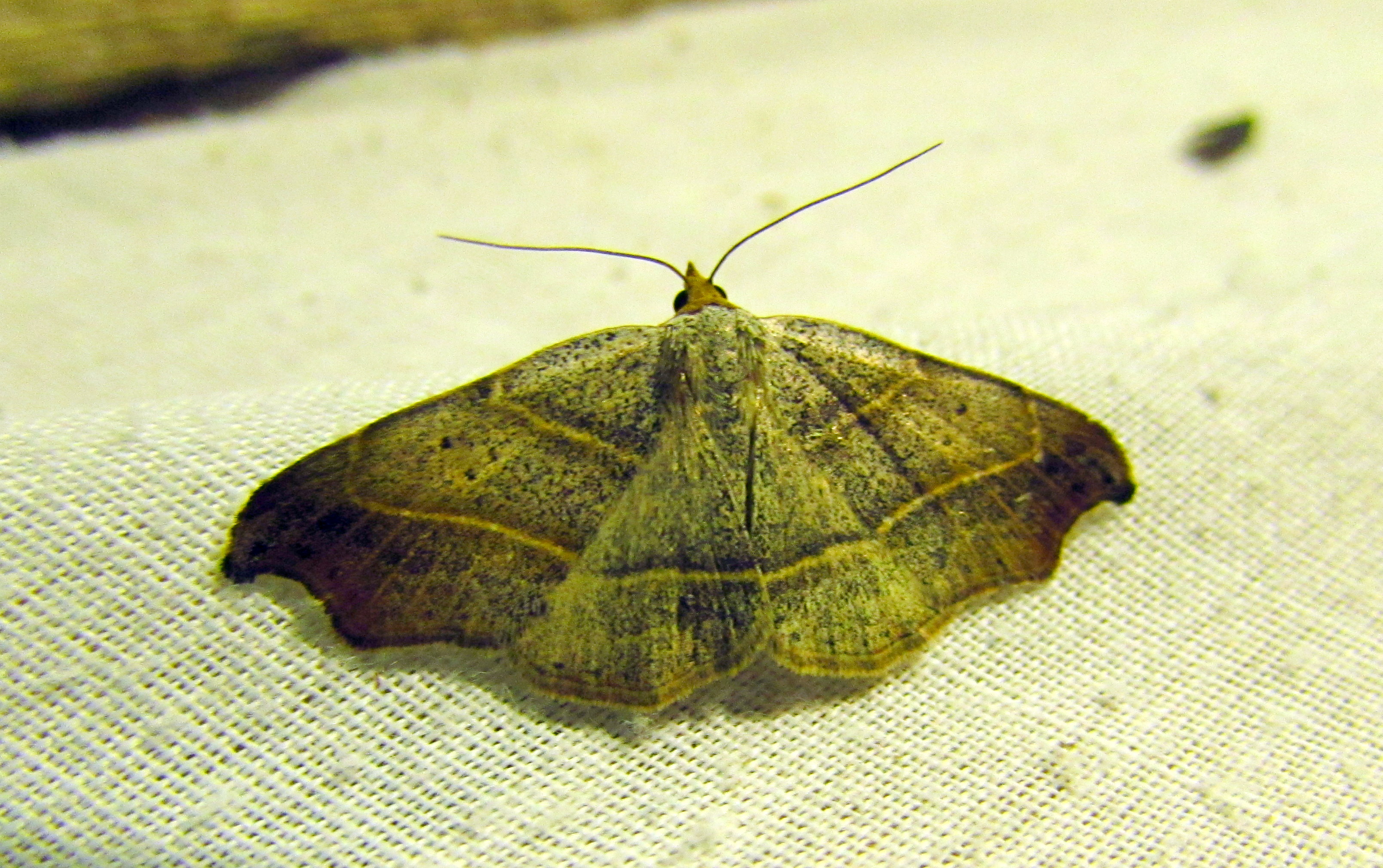 Laspeyria flexula - zuzmóbagoly