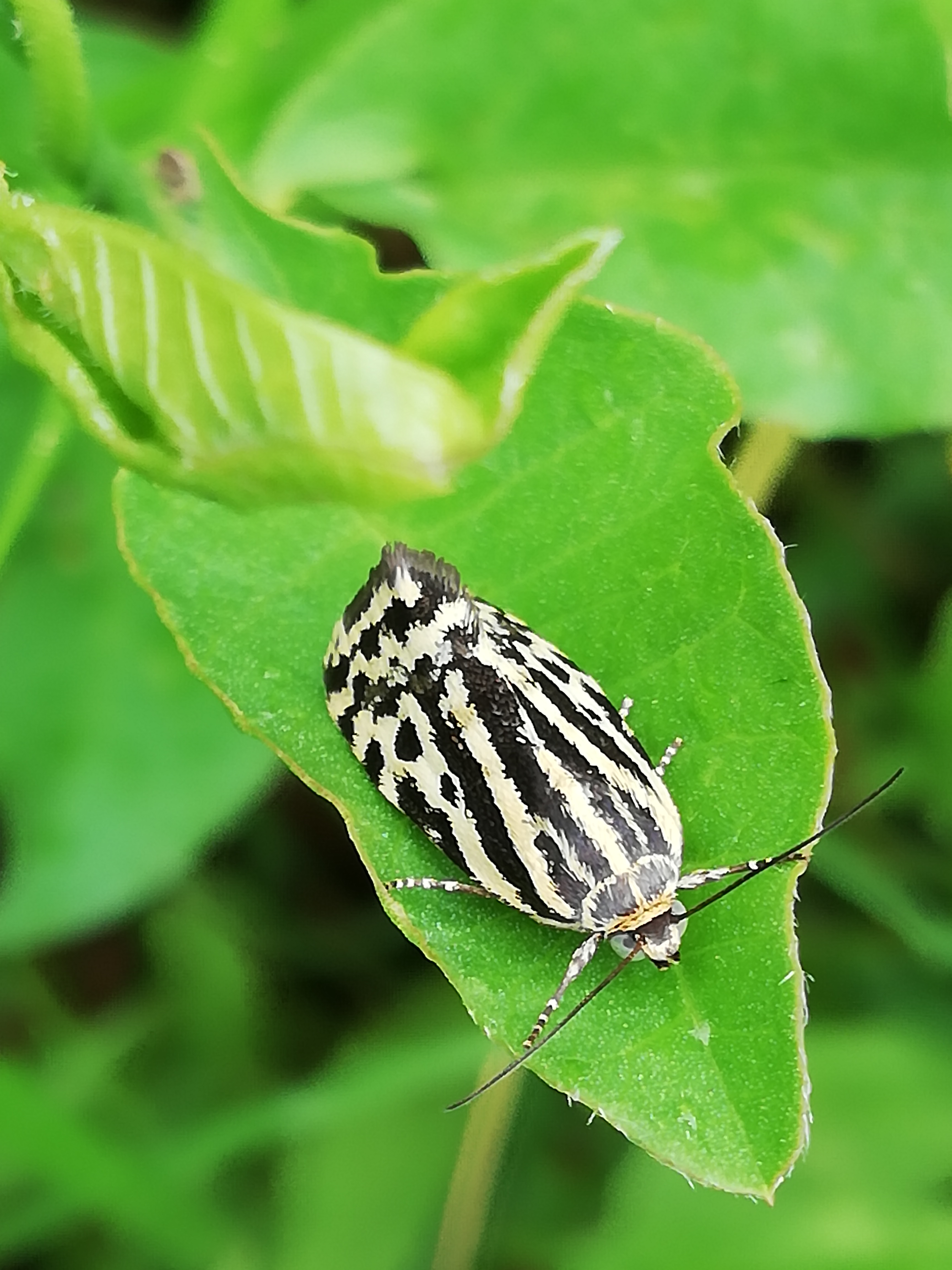 Emmelia trabealis - zebrabagoly