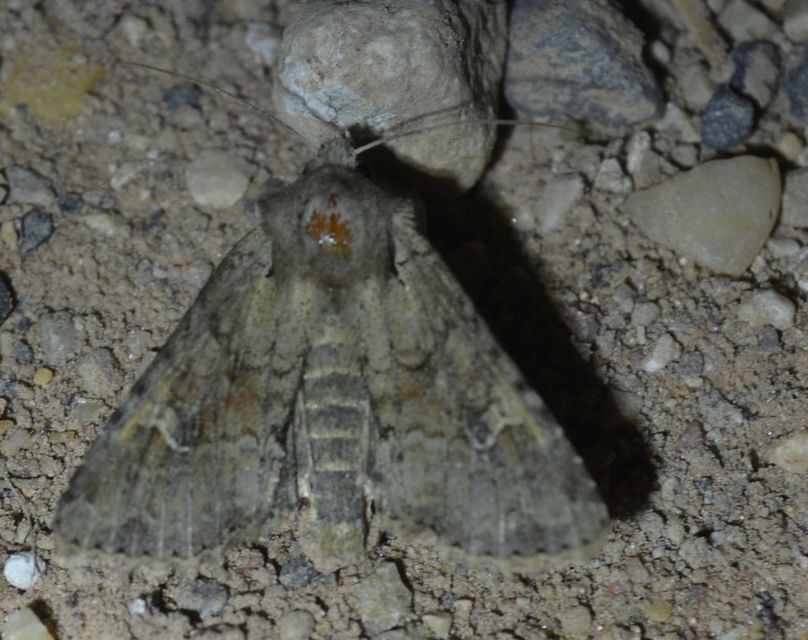 Apamea sordens - kalászrágó dudvabagoly