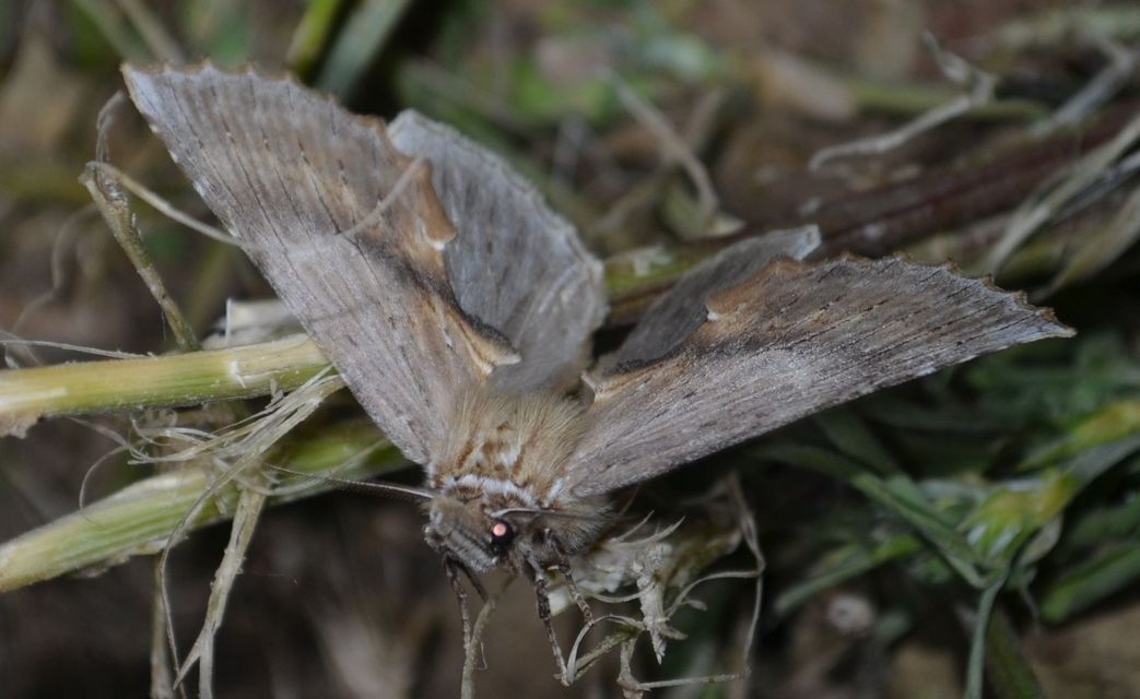 Pterostoma palpina - csőrös púposszövő