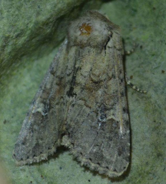 Apamea sordens - kalászrágó dudvabagoly