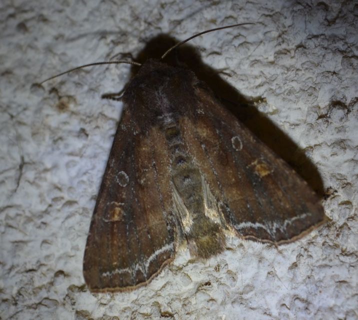 Lacanobia oleracea - saláta-kertibagoly