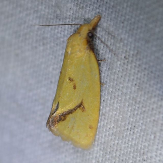 Agapeta hamana - közönséges sárgamoly