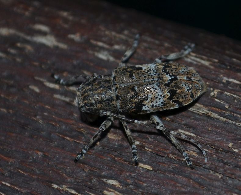 Mesosa nebulosa - ködfoltos cincér