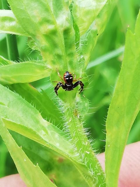 Synema globosum/ornatum