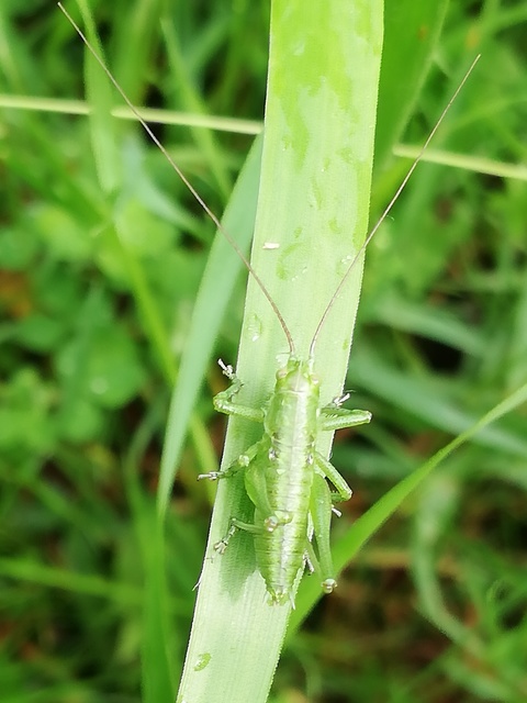 Tettigonia