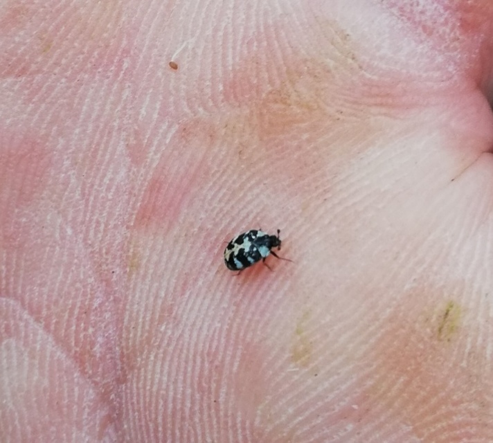 Anthrenus scrophulariae - nagy múzeumbogár