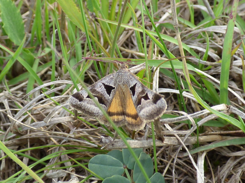 Gonospileia triquetra - kakukkfű-nappalibagoly