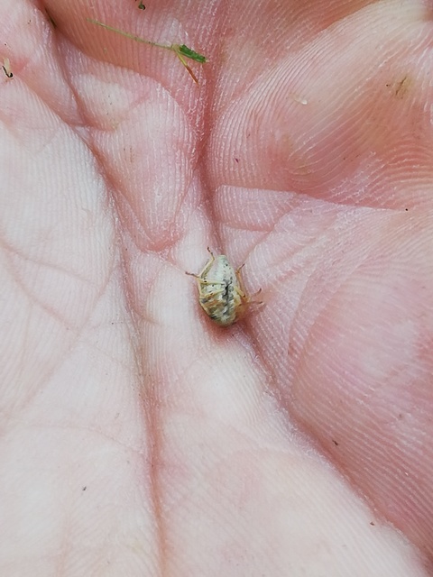 Aelia acuminata - közönséges szipolypoloska Aelia acuminata - közönséges szipolypoloska