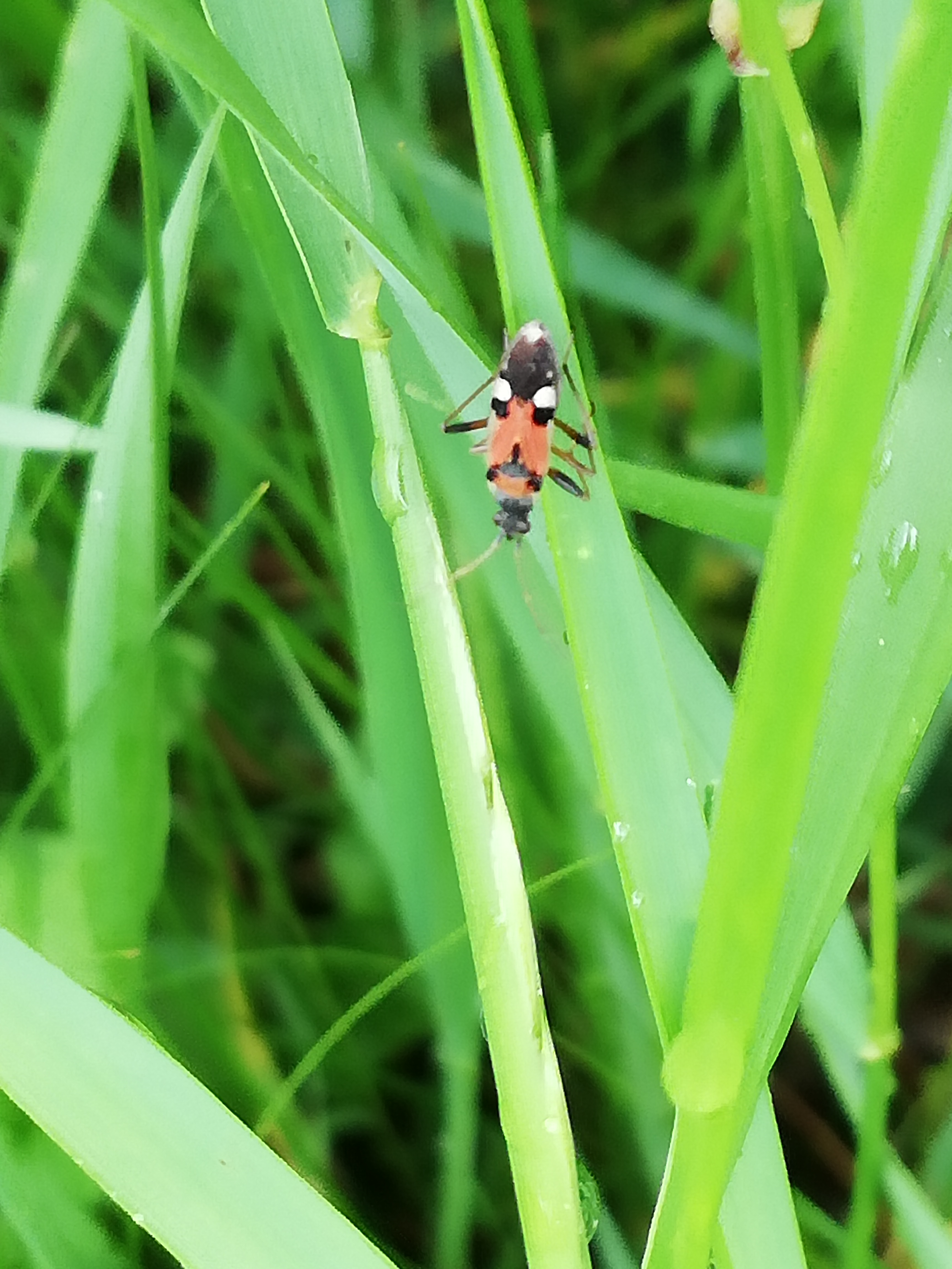 Beosus quadripunctatus - pettyes homokibodobács