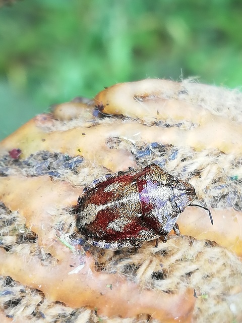 Eurygaster Eurygaster