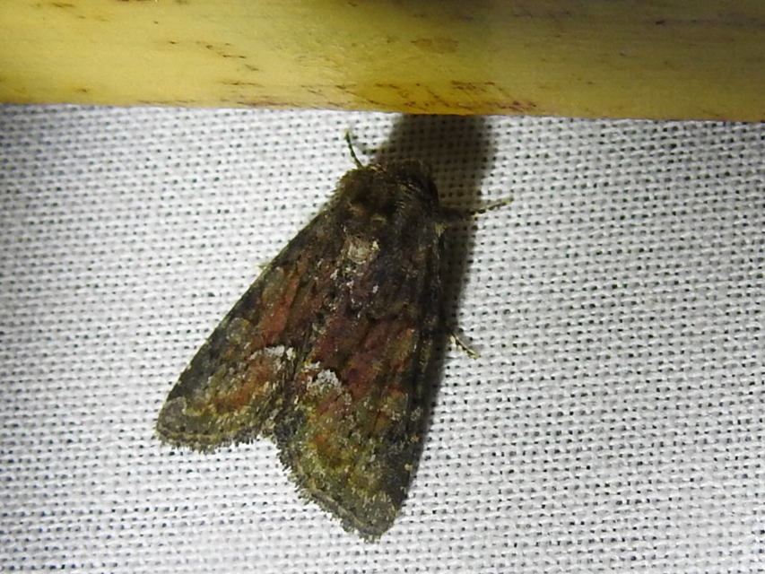 Oligia strigilis/latruncula/versicolor