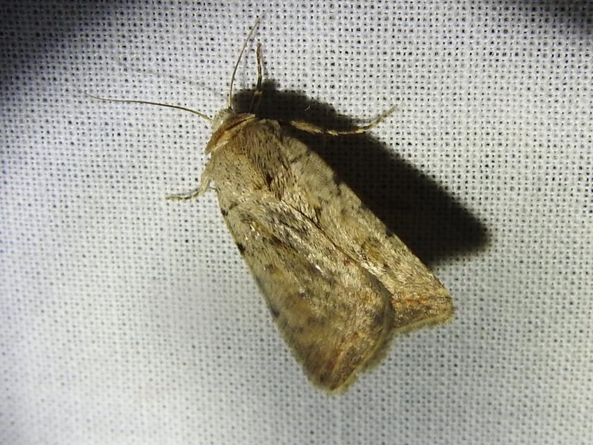 Paradrina clavipalpis - közönséges selymesbagoly