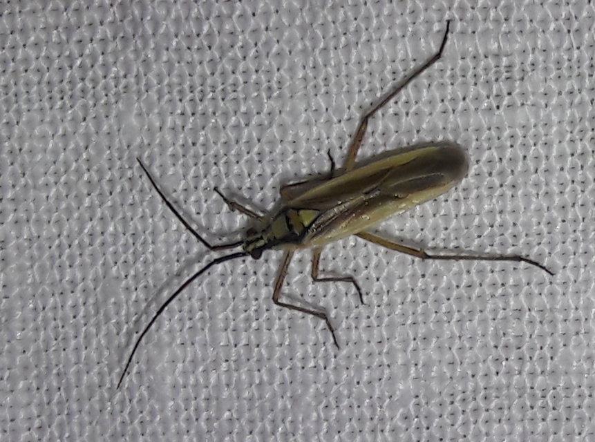 Leptopterna dolabrata - közönséges mezeipoloska
