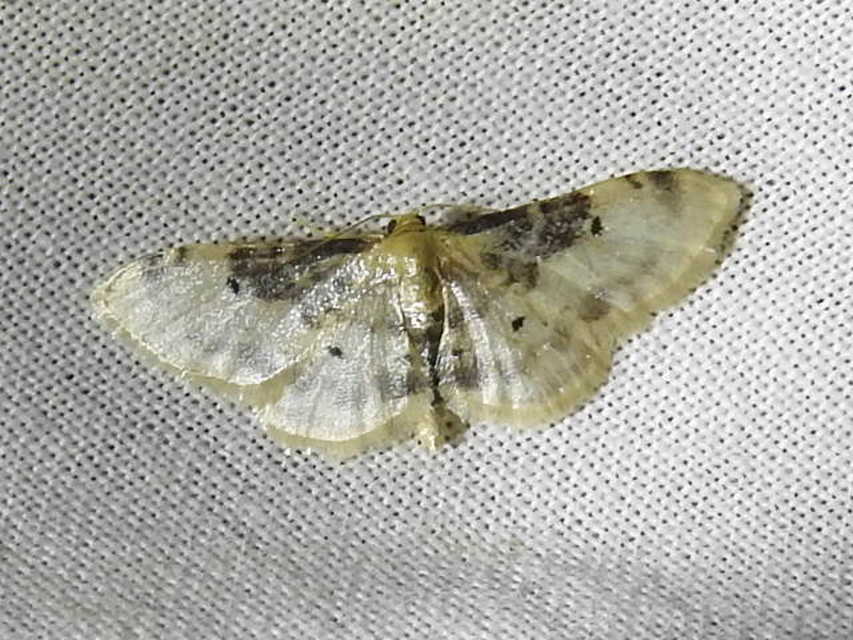 Idaea filicata - sötéttövű apróaraszoló