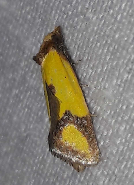 Agapeta zoegana - barnacsíkos sárgamoly