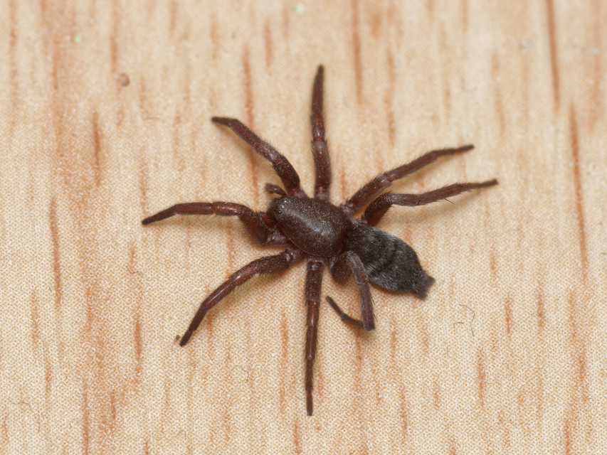 Scotophaeus scutulatus - közönséges egérpók
