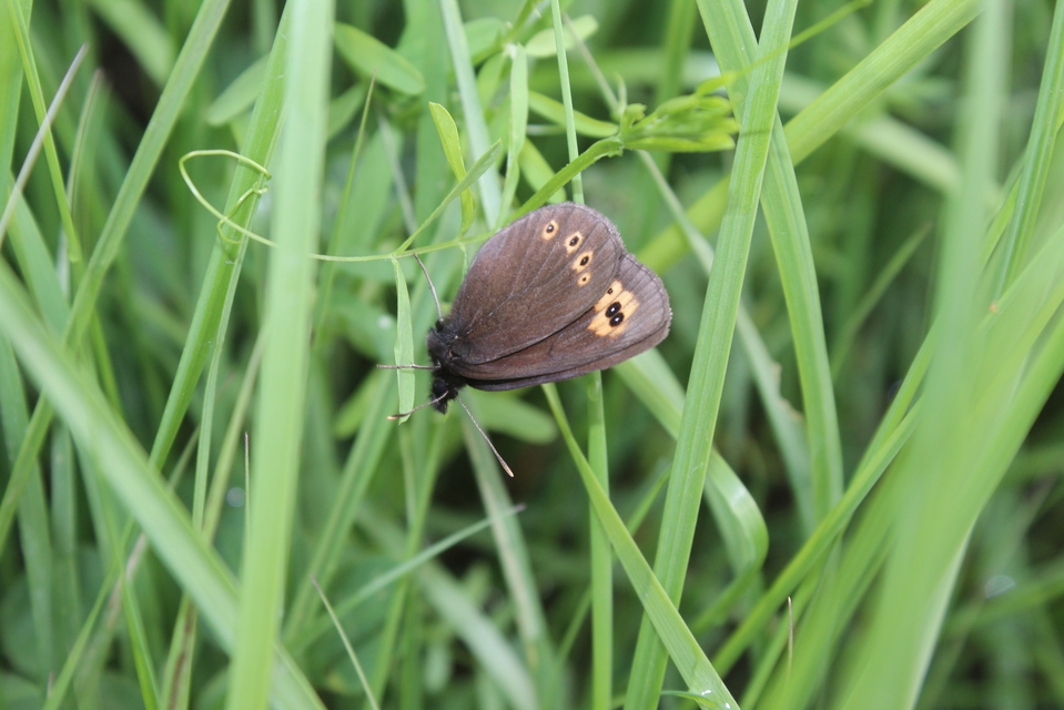 Erebia medusa - tavaszi szerecsenlepke