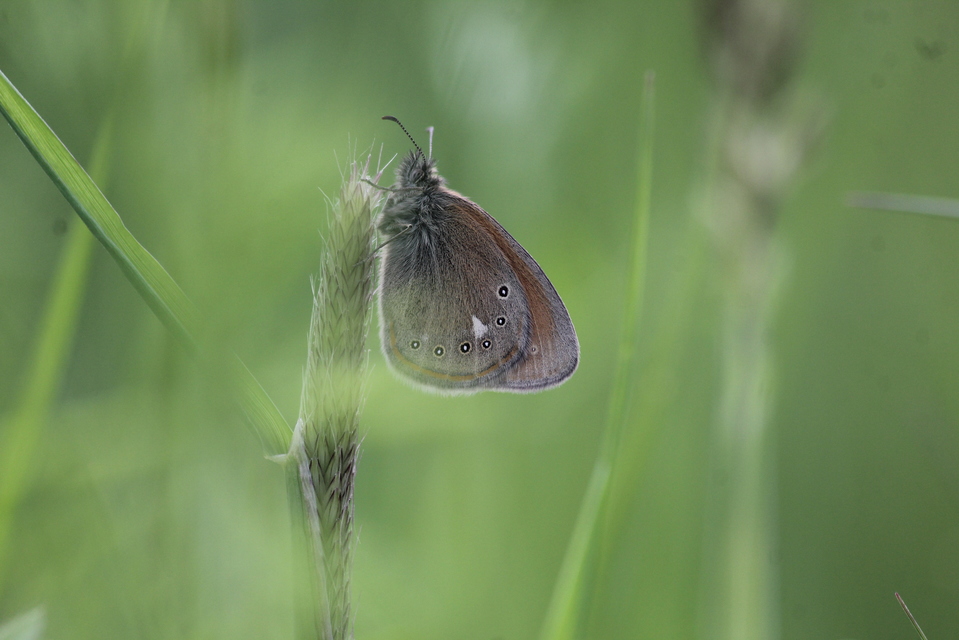 Coenonympha glycerion - közönséges szénalepke