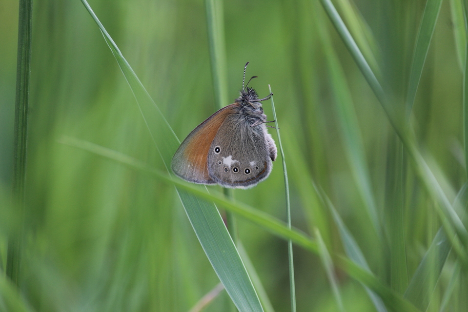Coenonympha glycerion - közönséges szénalepke