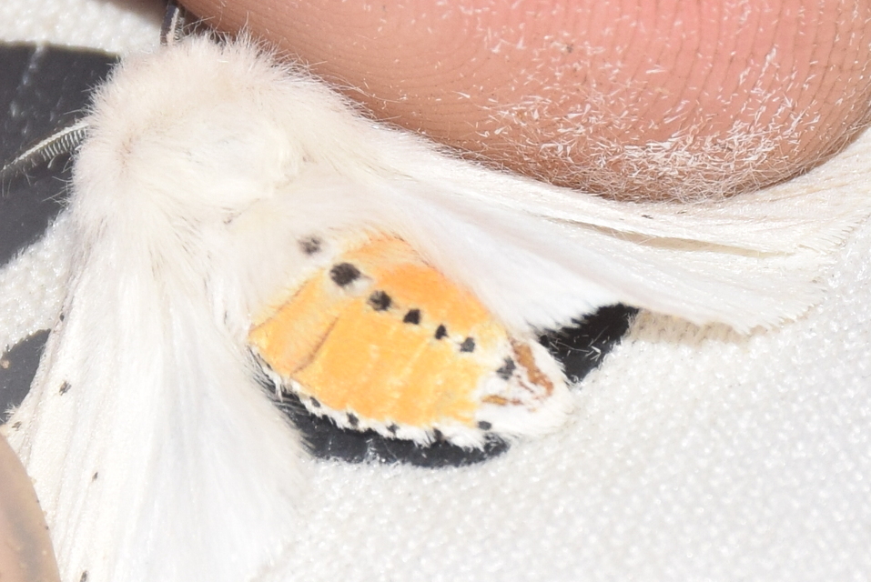 Spilosoma lubricipedum - tejszínű medvelepke