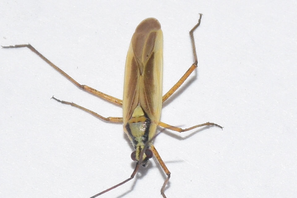 Leptopterna ferrugata - vastagcsápú mezeipoloska