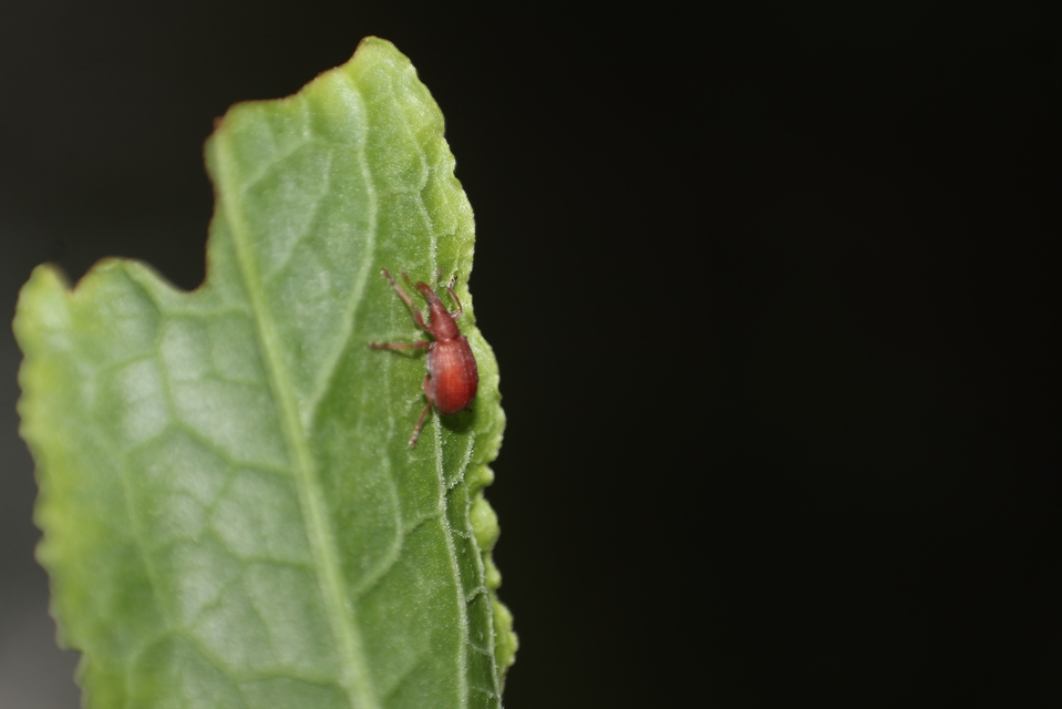 Apion frumentarium - vörös cickányormányos