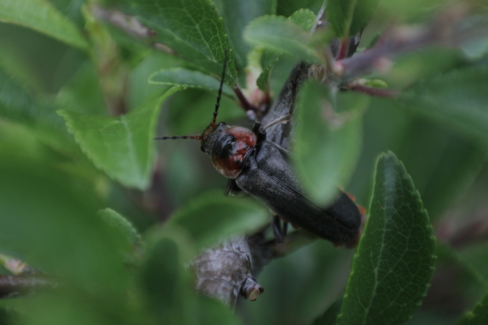 Cantharis fusca - közönséges lágybogár